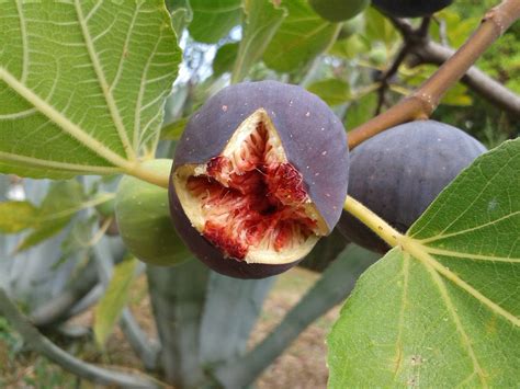 花無果|イチジク(無花果)の種類・品種まとめ｜特徴や育て方も紹